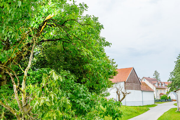 Thumbnail: _JA 40728 Baum mit abgebrochenem Ast, abgestorbener Baum.jpg
